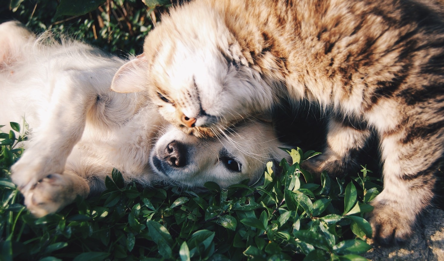 Benefícios da tecnologia no bem-estar dos pets