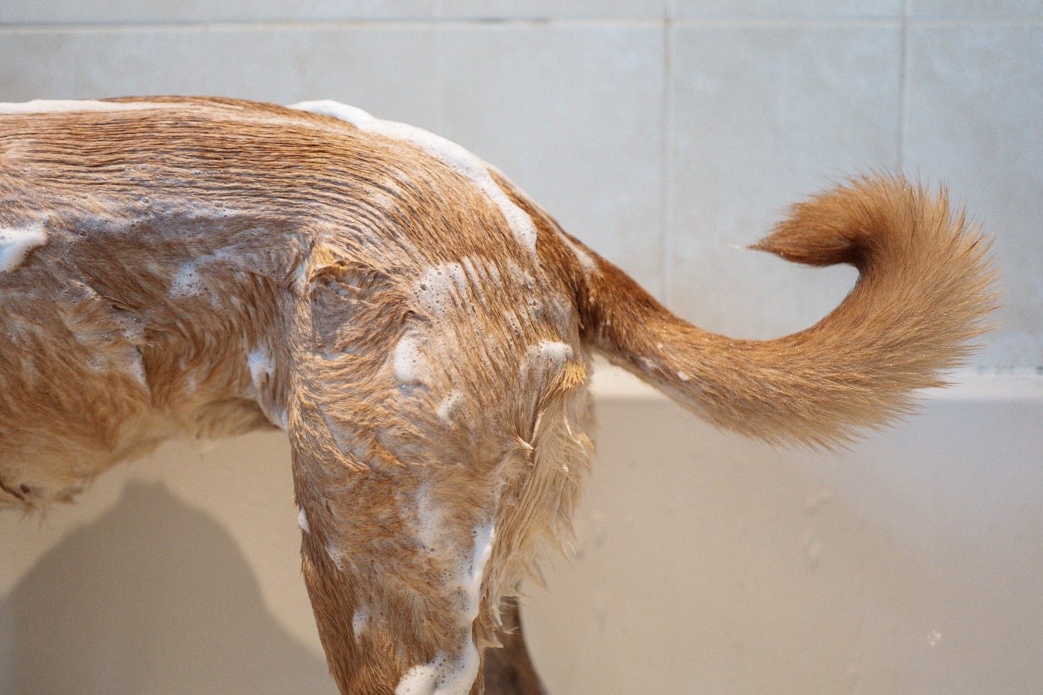 Dicas essenciais para o banho perfeito em casa